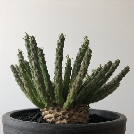 Euphorbia flanaganii