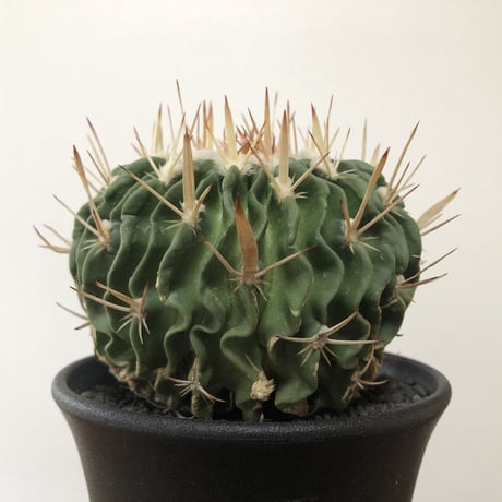 Echinofossulocactus Zacatecasensis