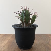 Euphorbia Aggregata