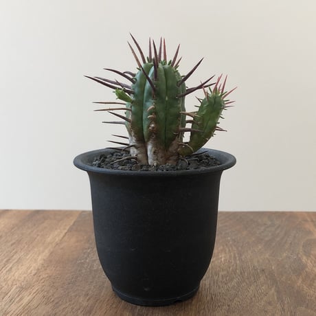 Euphorbia Aggregata