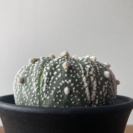 Astrophytum asterias