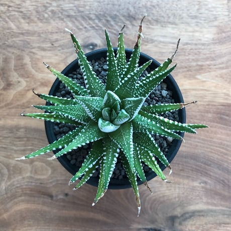 Haworthia Fasciata Wide Band