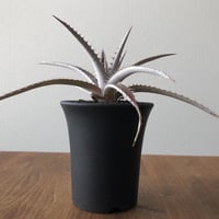 Dyckia 'Keswick'