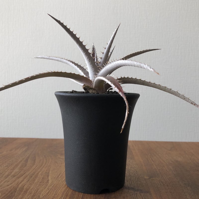 Dyckia 'Keswick' | EL Damian