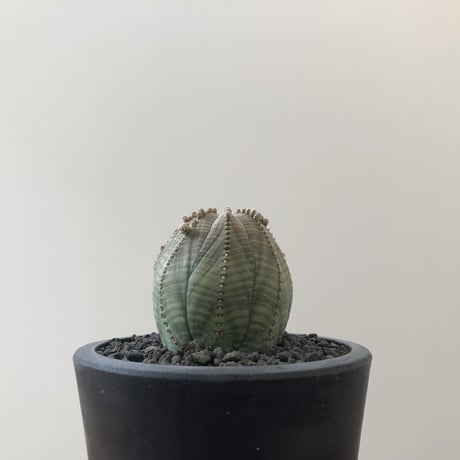 Euphorbia Symmetrica