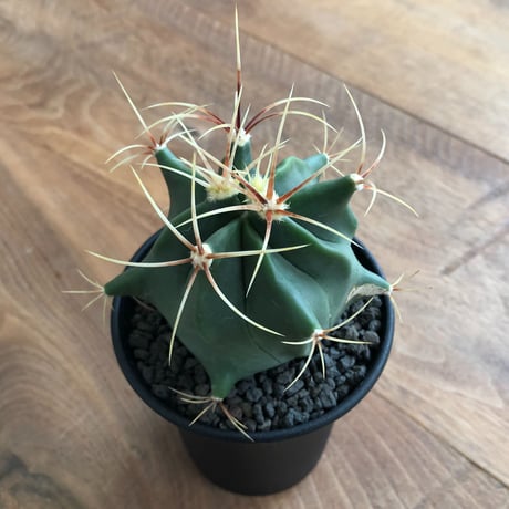 Ferocactus Histrix