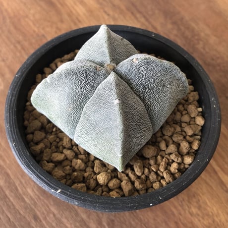 Astrophytum myriostigma