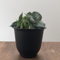 Agave Isthmensis Ohi Raijin