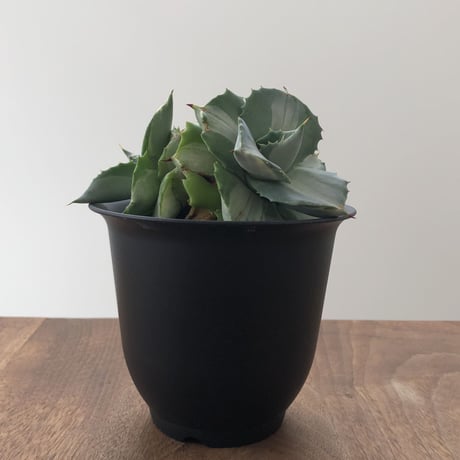 Agave Isthmensis Ohi Raijin