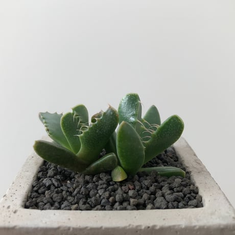 Faucaria Dotou