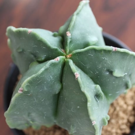 Astrophytum Myriostigma