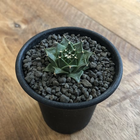 Obregonia Denegrii