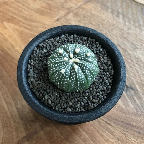 Astrophytum Asterias