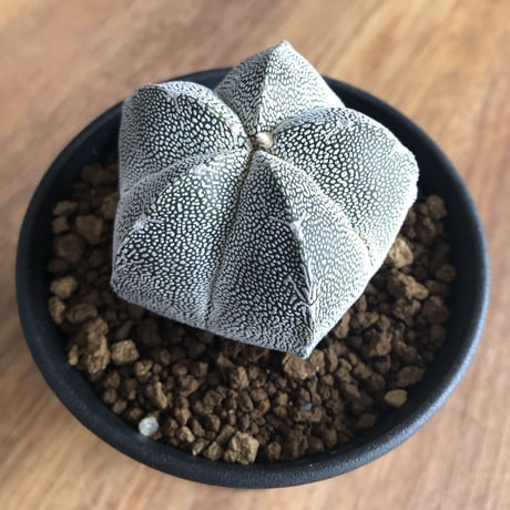 Astrophytum myriostigma