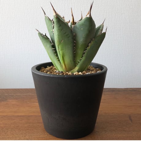 Agave titanota