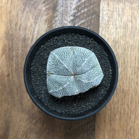 Astrophytum Myriostigma