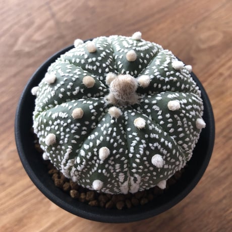 Astrophytum asterias