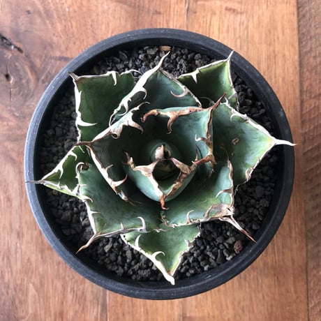 Agave titanota 白鯨