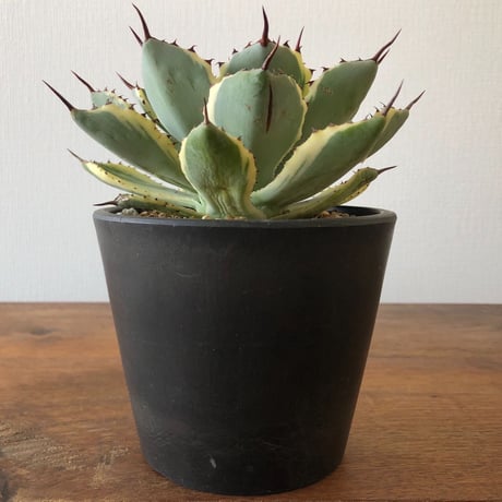 Agave potatorum  kishoukan