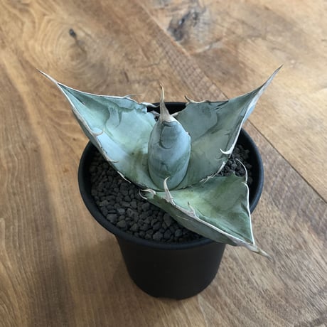 Agave Titanota White Ice
