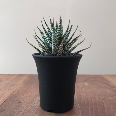 Haworthia Fasciata Wide Band