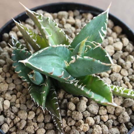 Agave Titanota FO-076