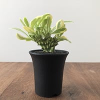 Euphorbia neriifolia f. varieg. crist