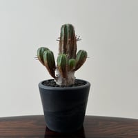 Euphorbia Obesa Bonten