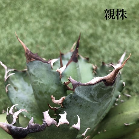 Agave Titanota Fo-076