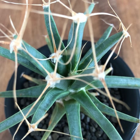 Leuchtenbergia Principis