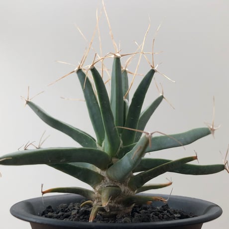 Leuchtenbergia Principis
