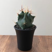 Ferocactus Histrix