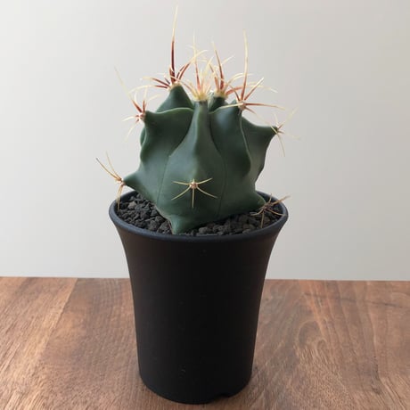 Ferocactus Histrix