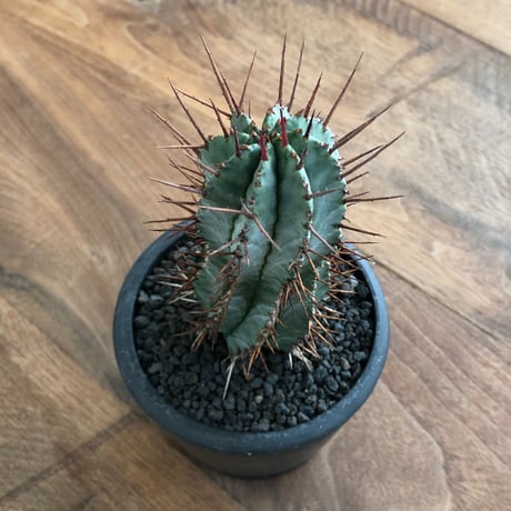 Euphorbia Horrida