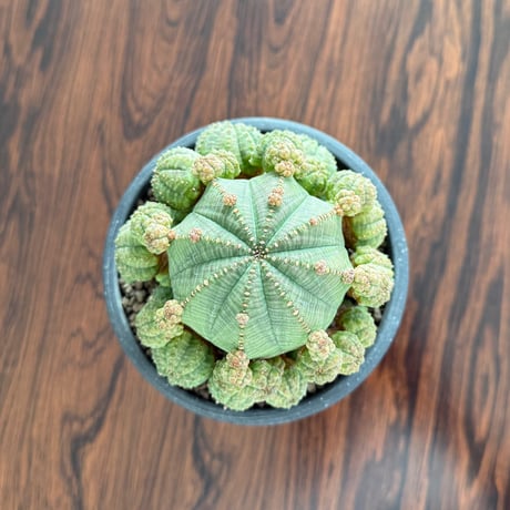 Euphorbia Obesa