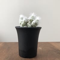 Espostoa ritterii