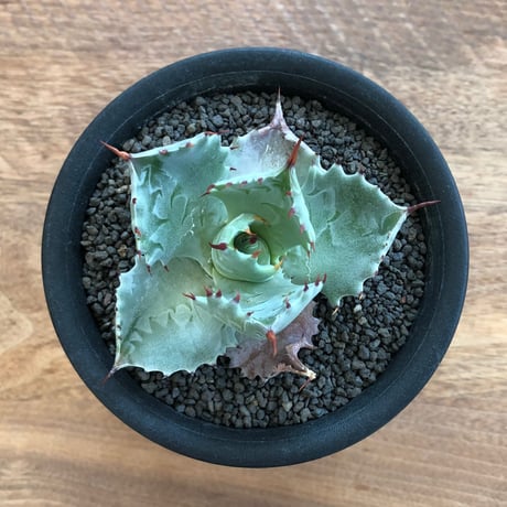 Agave Isthmensis