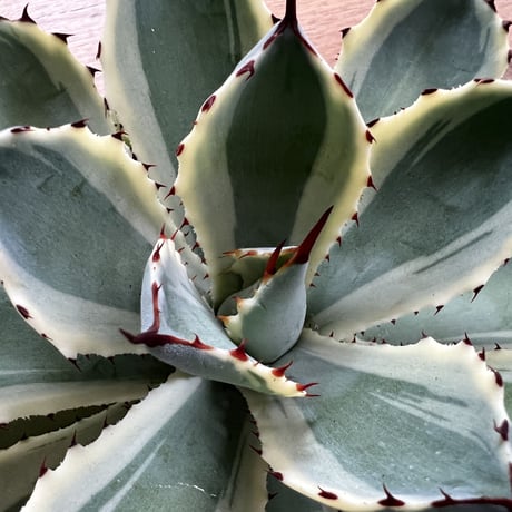Agave Potatorum kishokan