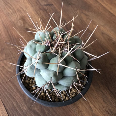 Thelocactus hexaedrophorus