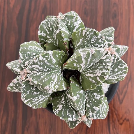 Astrophytum Myriostigma