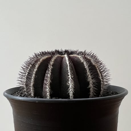 Uebelmannia Pectinifera