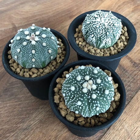 Astrophytum asterias  3set