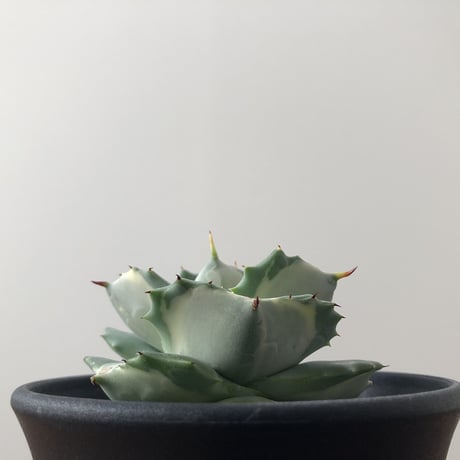 Agave isthmensis Ohi Raijin