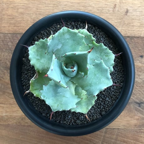 Agave Isthmensis