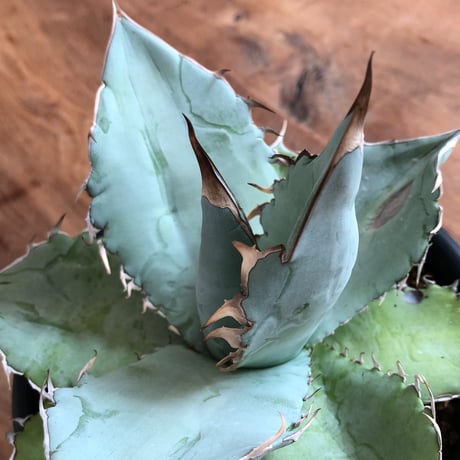 Agave Titanota White Ice