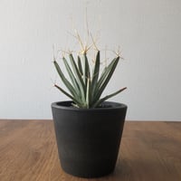 Leuchtenbergia principis
