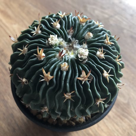 Echinofossulocactus multicostutus var. elegans