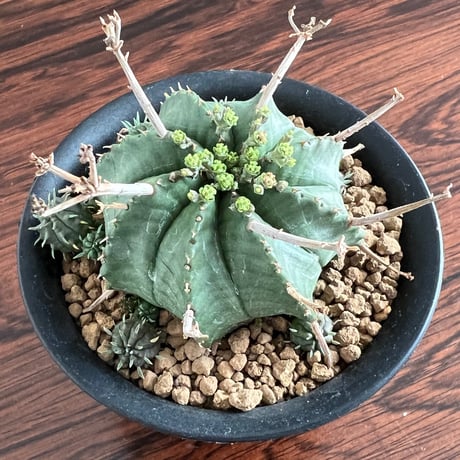 Euphorbia Valida