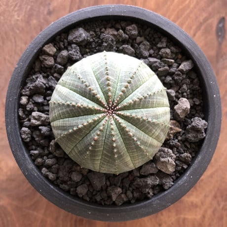 Euphorbia obesa