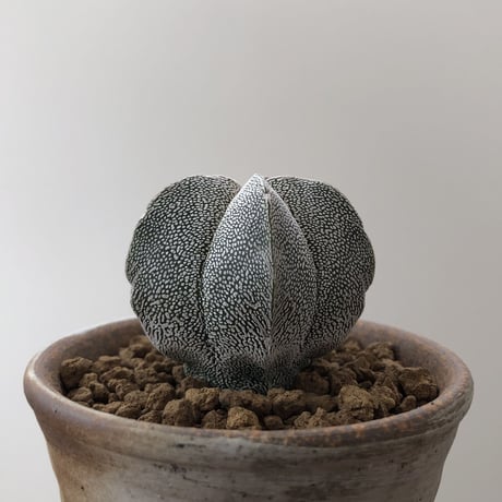 Astrophytum Myriostigma ONZUKA
